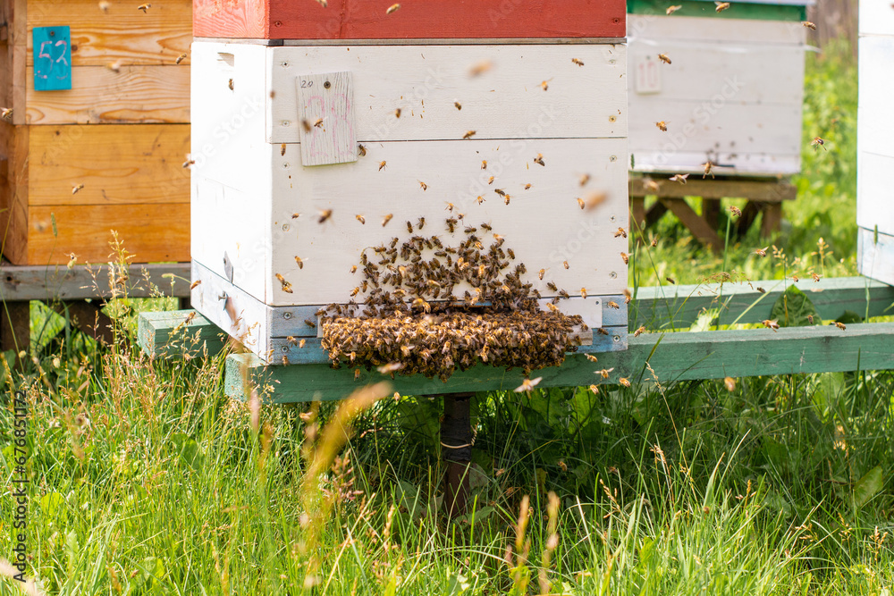 Beginning of swarming of a bee colony, accumulation of honey bees on the hive Beginning of swarming of a bee colony, accumulation of honey bees on the hive