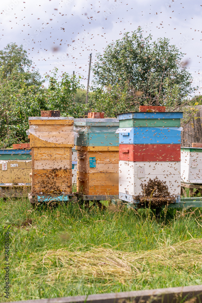 Many honey bees flying in an apiary around their hives Many honey bees flying in an apiary around their hives