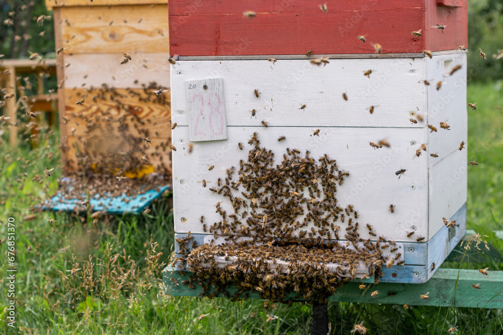 A cluster of honey bees at the entrance to a hive A cluster of honey bees at the entrance to a hive