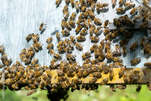 Part of a swarming bee colony on a wooden surface close-up