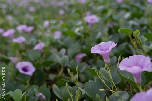 Closeup shot of purple bayhops (Ipomoea pes-caprae) in the garden photo