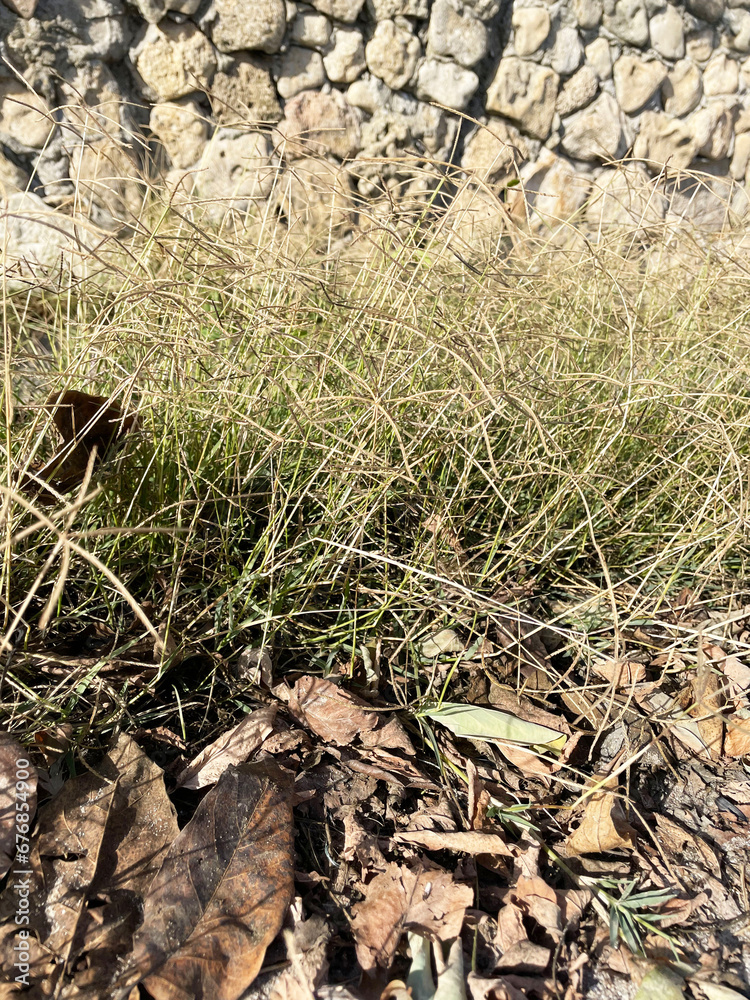 Lush green short grass against the background of a stone textured wall and fallen dry leaves in the foreground, close-up, side view. Sunny autumn day. Lush green short grass against the background of a stone textured wall and fallen dry leaves in the foreground, close-up, side view. Sunny autumn day.