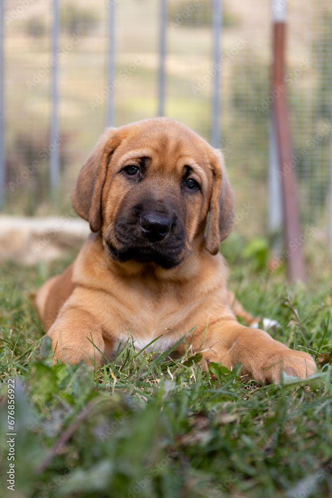 Portrait of sad, melancholic pyppu looking up at camera with tender expression. Cute, fluffy, plump Broholmer puppy, one month old, male danish molossian or mastiff breed. Portrait of sad, melancholic pyppu looking up at camera with tender expression. Cute, fluffy, plump Broholmer puppy, one month old, male danish molossian or mastiff breed.
