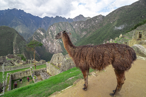 lhama na cidade de Cusco, Peru