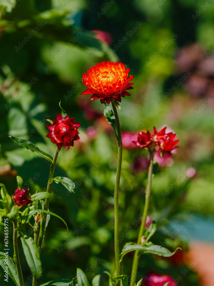 Tsmin, helichrysum , immortelle, goldenflower, immortelle or zheltyanka ( lat. Helichrysum ) Tsmin, helichrysum , immortelle, goldenflower, immortelle or zheltyanka ( lat. Helichrysum )
