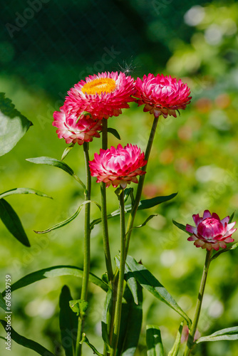 Tsmin, helichrysum , immortelle, goldenflower, immortelle or zheltyanka ( lat. Helichrysum ) photo