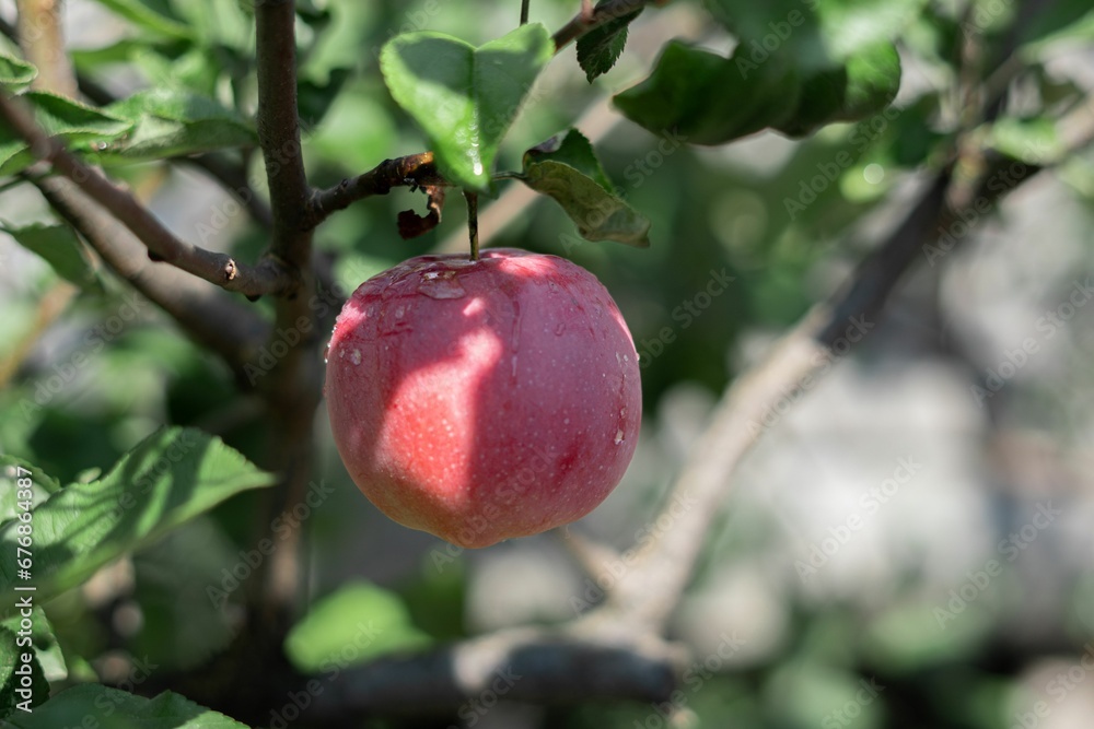 Closeup shot of a red ripe apple on a tree Closeup shot of a red ripe apple on a tree