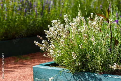 Narrow-leaved lavender white , or spicate lavender ( lat. Lavandula angustifolia ) is a herbaceous plant photo