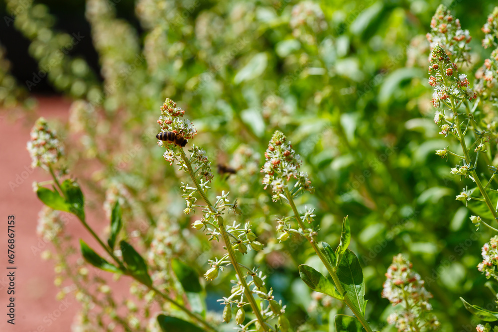 Mignonette ( lat. Reseda) in full bloom in garden. A bee on fragrant mignonette flowers in a herb garden. Mignonette ( lat. Reseda) in full bloom in garden. A bee on fragrant mignonette flowers in a herb garden.