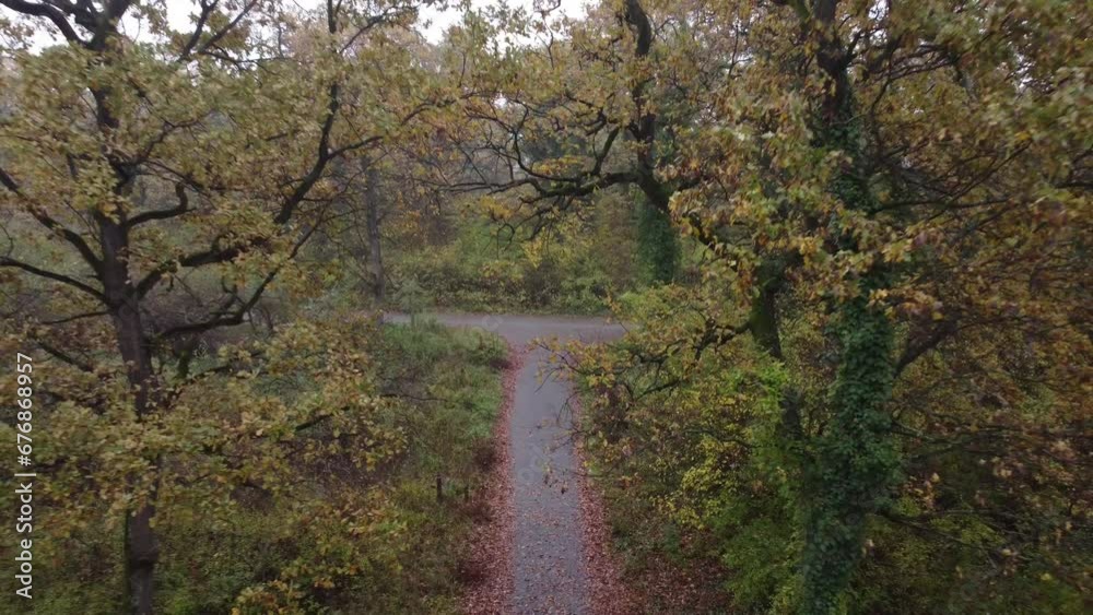 Aerial video of the road surrounded by autumn trees in the forest on a scary foggy day Aerial video of the road surrounded by autumn trees in the forest on a scary foggy day