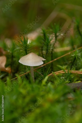 Closeup of growing Amanita phalloides mushroom