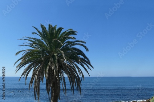 palm tree against blue water and clear sky