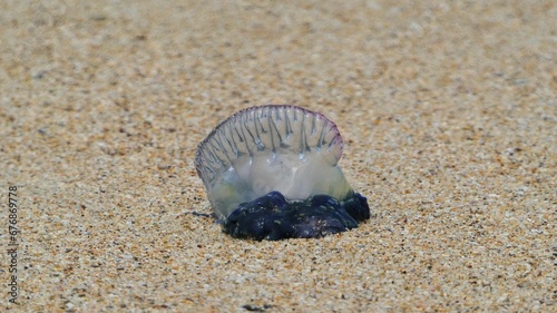 bluebottle on sand background