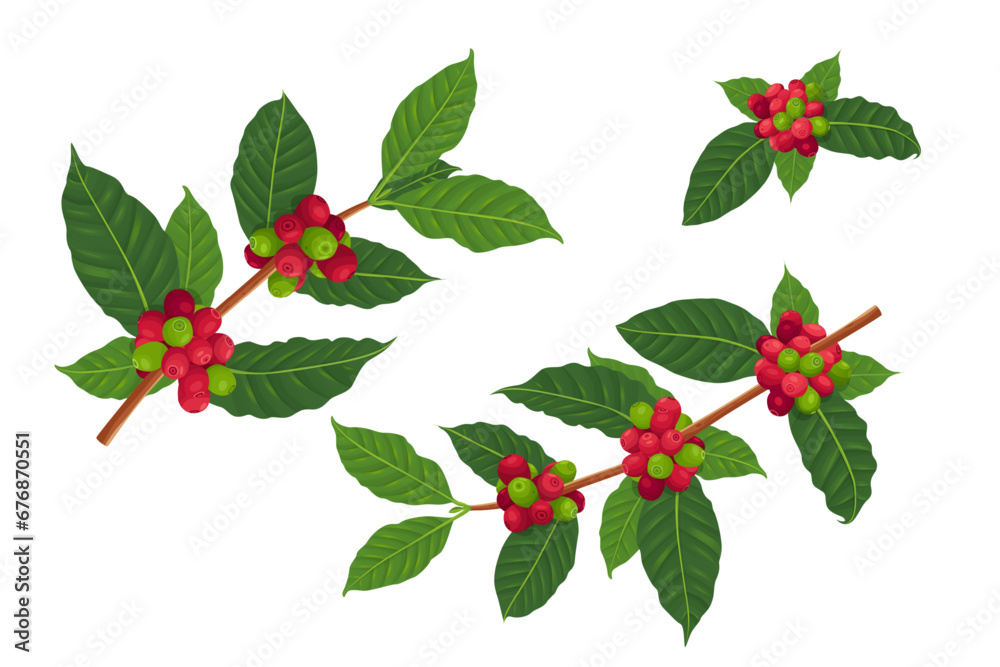 Vector illustration of a branch of a coffee tree with ripe coffee berries in the style of engraving in color. Branch of coffee with leaves and fruits for packaging design, product menu, cafe.Vector Vector illustration of a branch of a coffee tree with ripe coffee berries in the style of engraving in color. Branch of coffee with leaves and fruits for packaging design, product menu, cafe.Vector