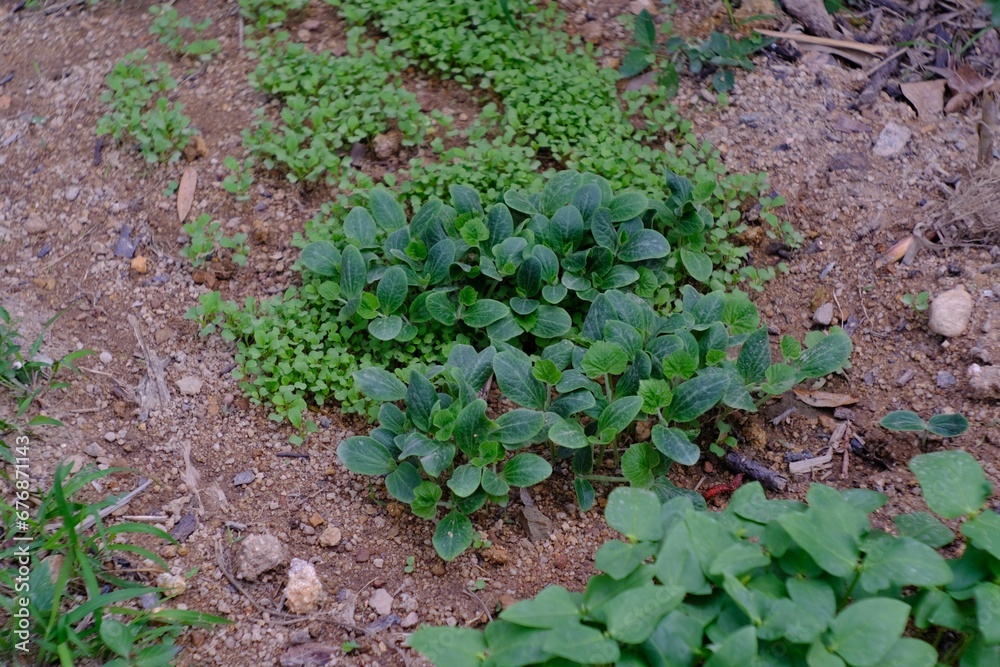 Closeup of growing vegetable seedlings in garden Closeup of growing vegetable seedlings in garden