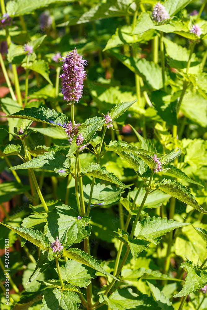 Lofant ( lat. Lophanthus ) is a genus of plants of the Lamiaceae family Lofant ( lat. Lophanthus ) is a genus of plants of the Lamiaceae family