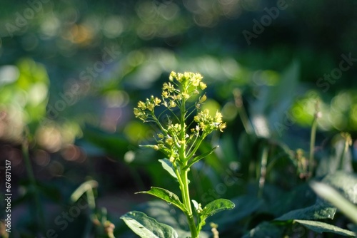 Konstfotografi Closeup of a spring camelina (Camelina sativa) in a garden against blurred backg