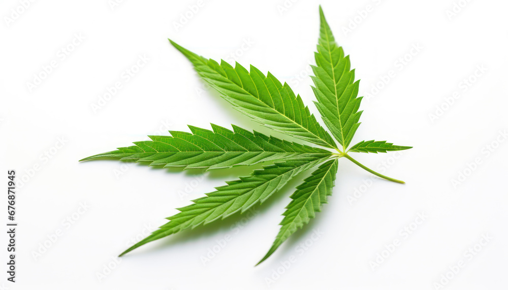 Hemp Leaf on White Background - Natural Botanical Beauty - Generative AI Hemp Leaf on White Background - Natural Botanical Beauty - Generative AI
