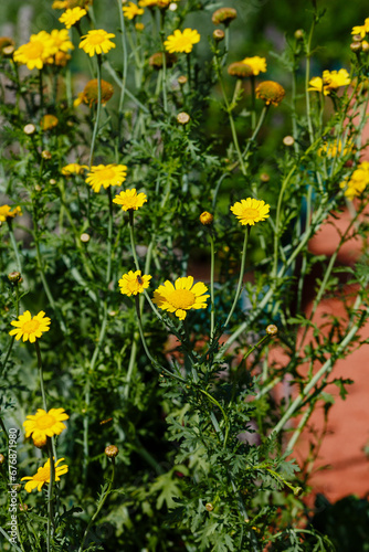 Arnica foliosa in garden. Yellow flowers Arnica foliosa. Medicinal plants in the garden