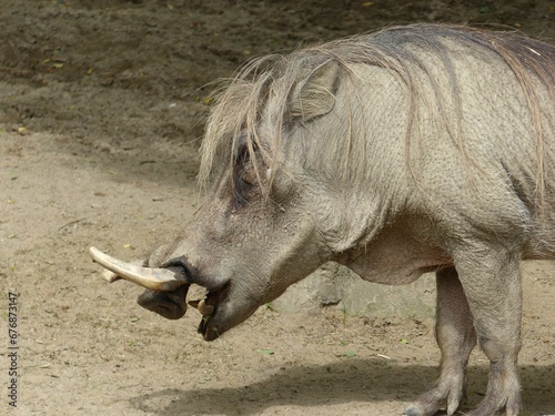 Portrait of a Common warthog animal walking on dirt ground with sunlight