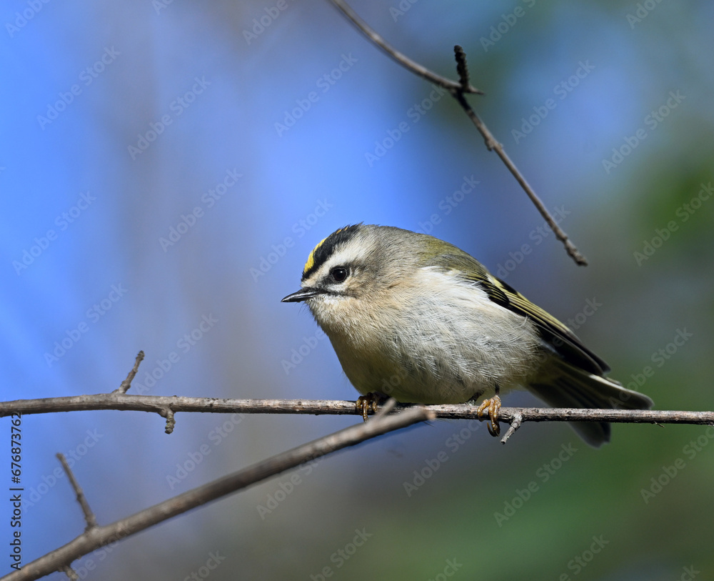 Golden crowned Kinglet taking a break on a tree branch Golden crowned Kinglet taking a break on a tree branch