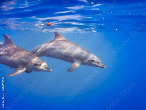 Encountering dolphins underwater while snorkeling. An unprecedented experience. Atlantic bottlenose dolphin (Tursiops truncatus) out of focus.