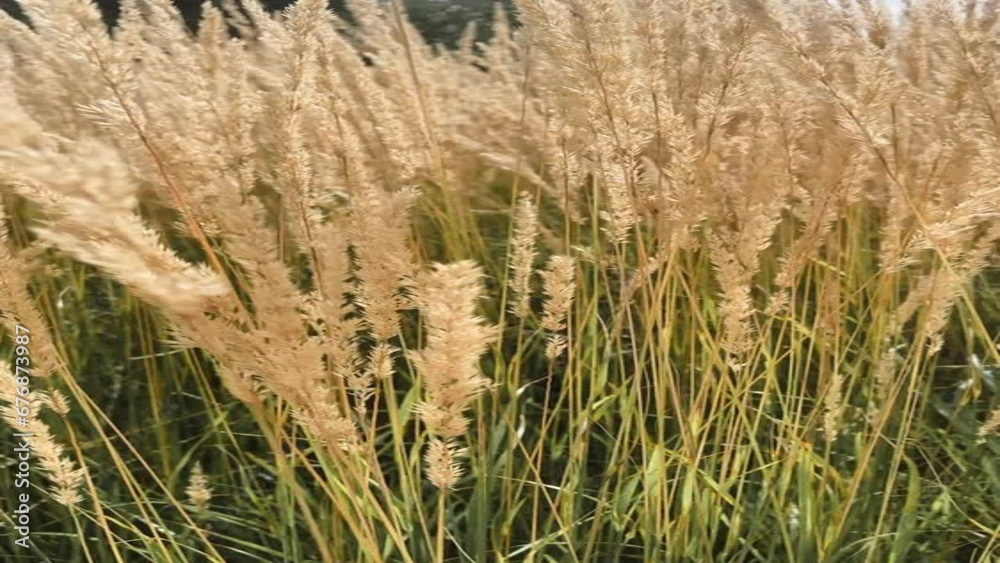 English countryside field, feather reed grass as nature and landscape background, vertical slow motion English countryside field, feather reed grass as nature and landscape background, vertical slow motion