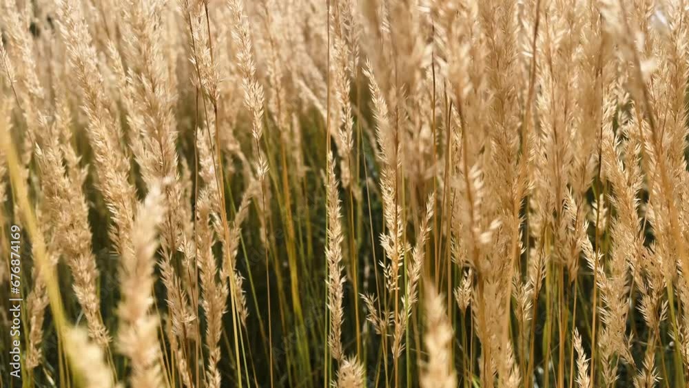 English countryside field, feather reed grass as nature and landscape background, slow motion English countryside field, feather reed grass as nature and landscape background, slow motion