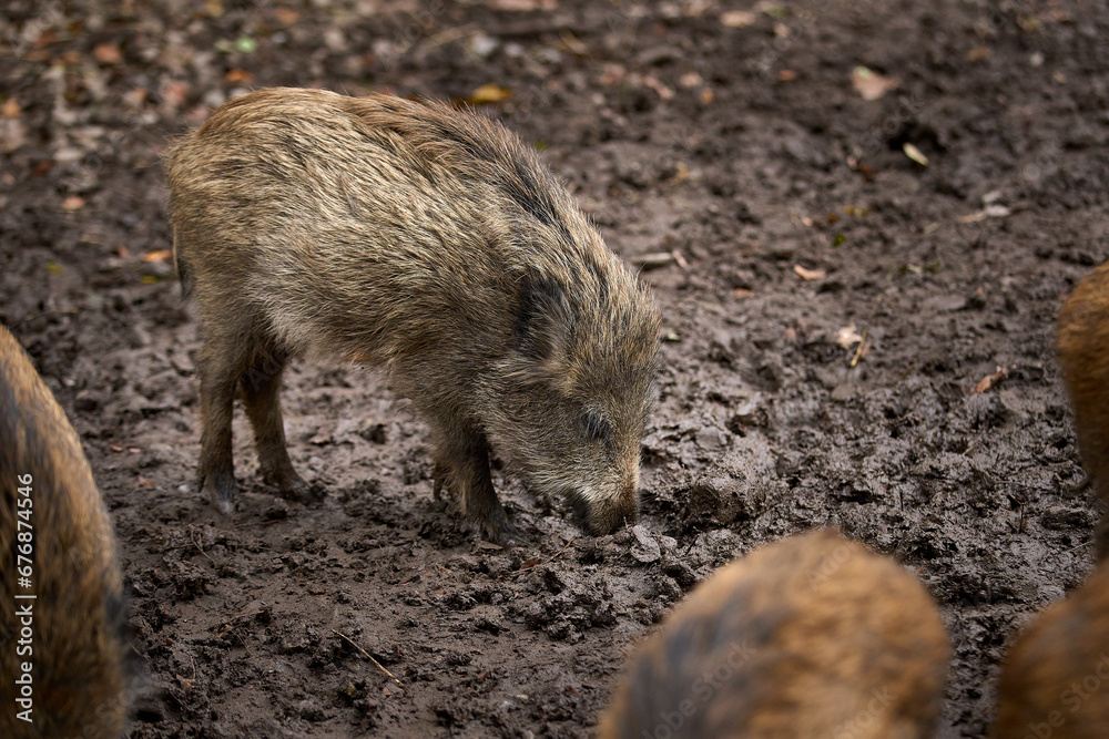 young wild broar
sniffing for food in moody soil young wild broar
sniffing for food in moody soil
