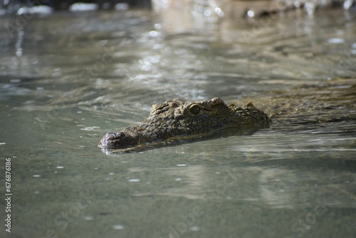 Dangerous Nile crocodile peeking from the water