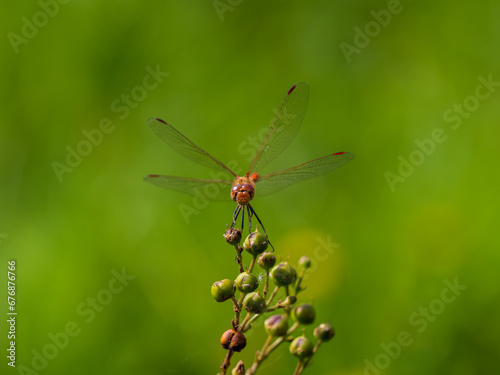 Female Common Darter in Flight © Stephan Morris 