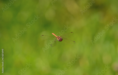 Female Common Darter in Flight © Stephan Morris 