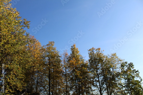 trees with golden leaves in autumn and blue sky