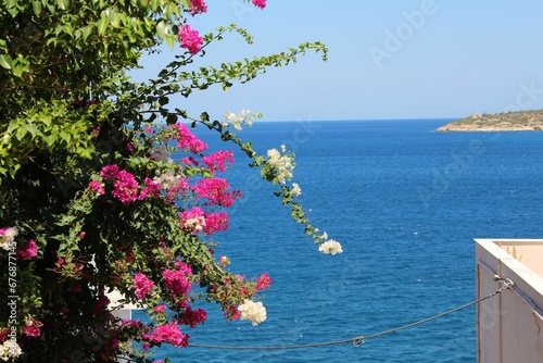 Blooming flower bush near the Agios Nikolaos shore in Crete, Greece photo