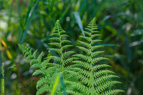 фотографія Common bracken ( lat