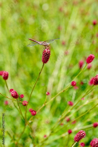 Burnet ( lat . Sanguisorba officinalis ) is a perennial herbaceous plant. The dragonfly on the flowers is close up