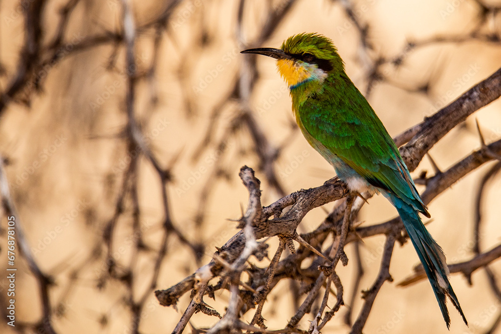 Green Kingfisher bird