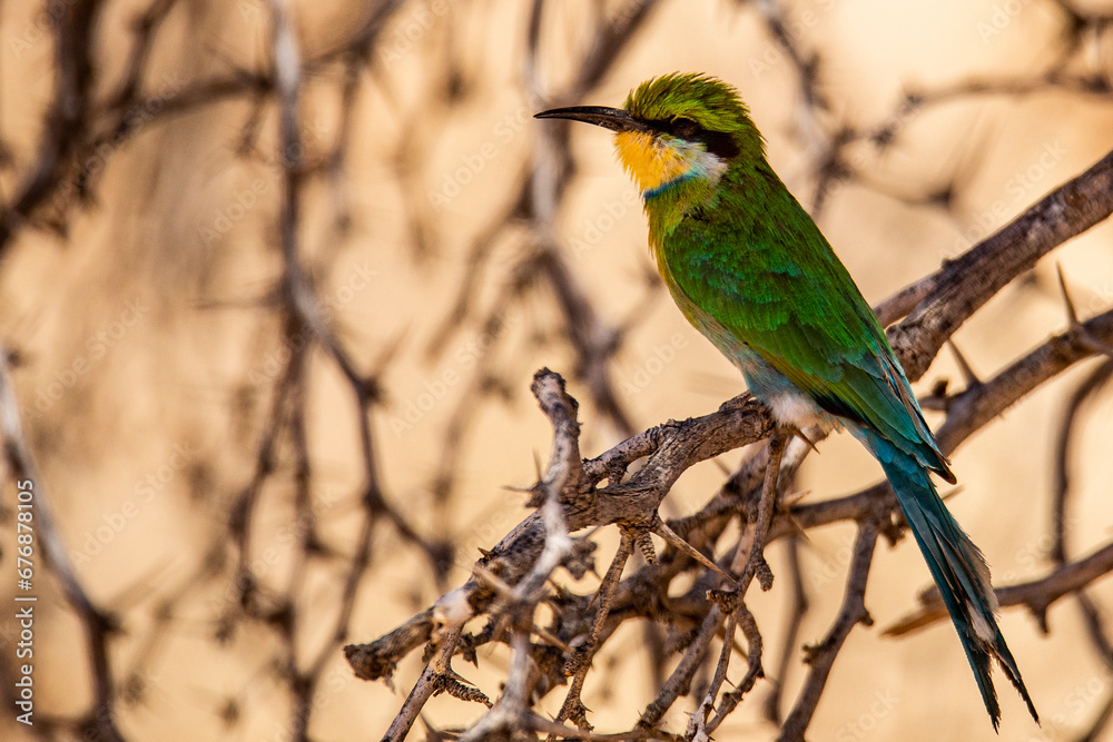 Green Kingfisher bird Green Kingfisher bird
