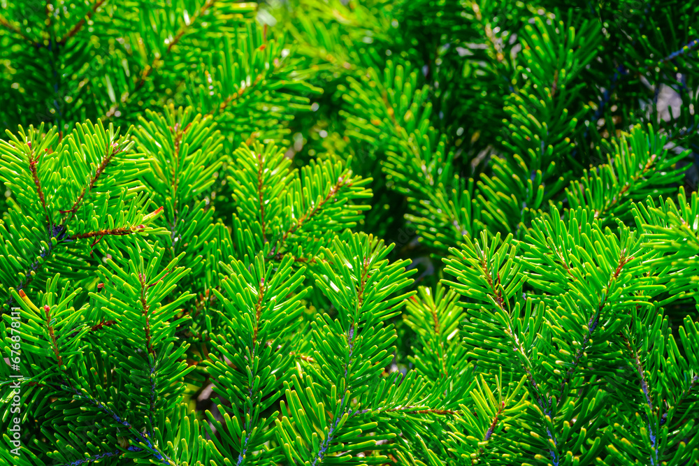 Pine branch close up with blurred background. Coniferous branch. Branch of a pine tree.