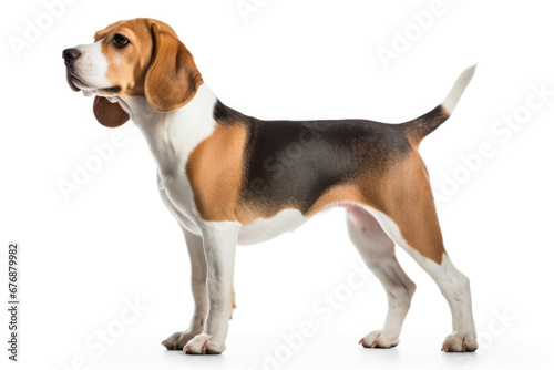 Beagle dog side view on white background