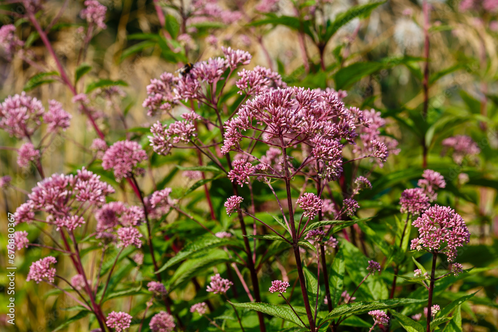 Eupatorium, or poskonnik is a plant for flower garden in a natural style. Herb garden with ornamental cereals and aromatic herbs Eupatorium, or poskonnik is a plant for flower garden in a natural style. Herb garden with ornamental cereals and aromatic herbs