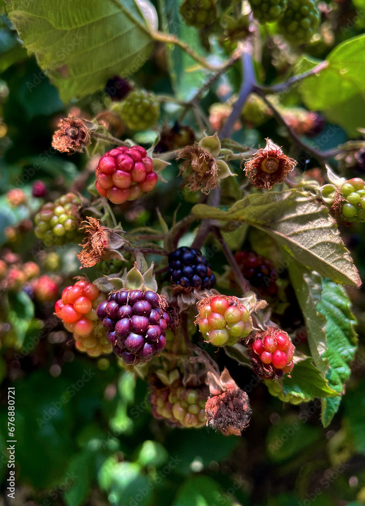 Brombeere (Rubus) in unterschiedlichen Farben