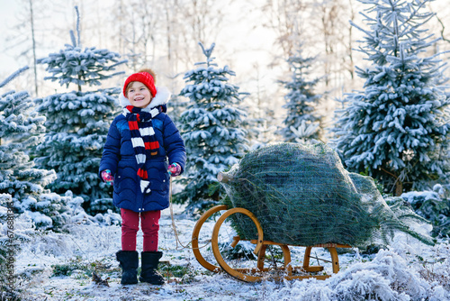 Happy little girl pushing Christmas tree on sleigh. Cute preschool child on fir tree cutting plantation. Family choosing, cut and felling own xmas tree in forest, family tradition in Germany photo