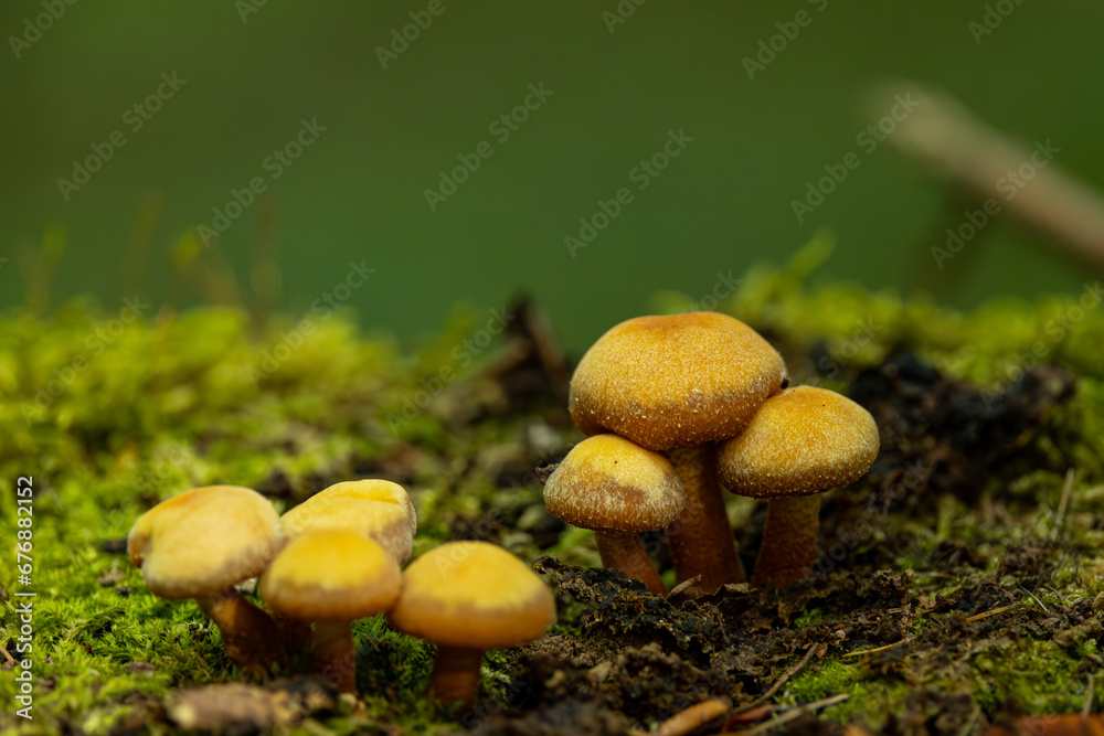 Tiny Yellow Mushrooms Tiny Yellow Mushrooms