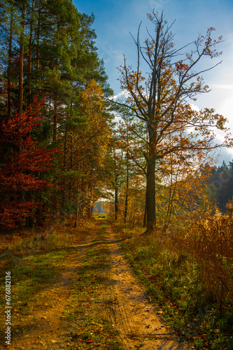 Beautiful Polish golden autumn. Trees shedding their leaves over the water