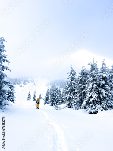 snow covered trees © Карен Анатольевич
