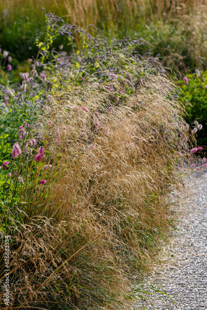Obraz premium Soddy meadow, or Pike ( lat. Deschampsia cespitosa ) is a plant for flower garden in a natural style. Herb garden with ornamental cereals and aromatic herbs