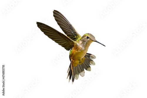 Rufous Hummingbird (Selasphorus rufus) Photo, in Flight on a Transparent Background