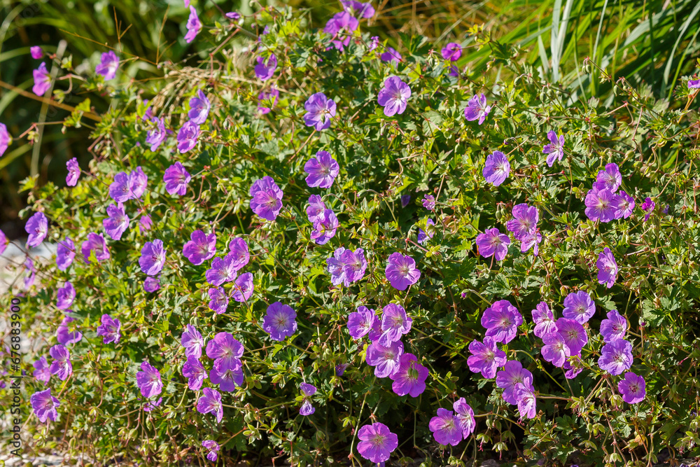 Geranium x hybridum `Rozanne is plant for flower garden in a natural style Geranium x hybridum `Rozanne is plant for flower garden in a natural style