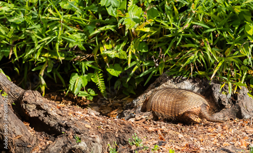 Armadillo Strolling Through Dusty Path, With Wildlife Animals in Natural Habitat